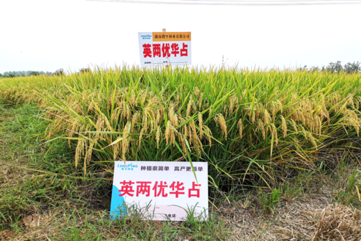 英兩優(yōu)華占——簡(jiǎn)單稻